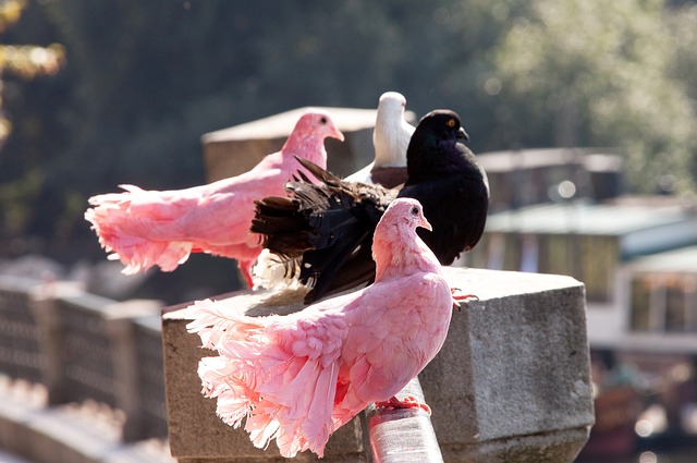 曾多次令全 曾多次令全