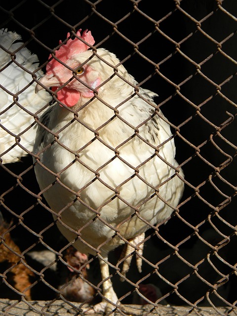 竞技体育的 竞技体育的